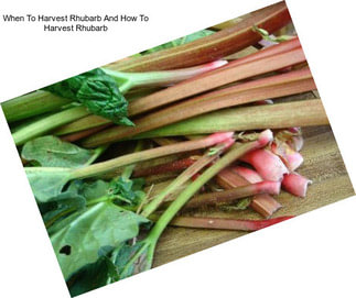 When To Harvest Rhubarb And How To Harvest Rhubarb