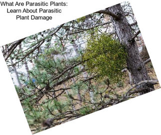 What Are Parasitic Plants: Learn About Parasitic Plant Damage