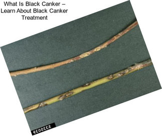 What Is Black Canker – Learn About Black Canker Treatment