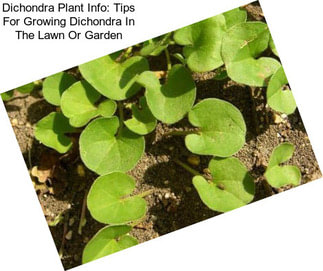 Dichondra Plant Info: Tips For Growing Dichondra In The Lawn Or Garden