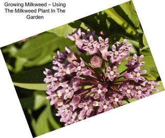 Growing Milkweed – Using The Milkweed Plant In The Garden