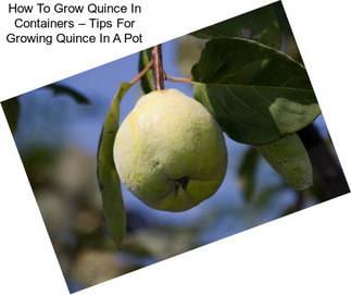 How To Grow Quince In Containers – Tips For Growing Quince In A Pot