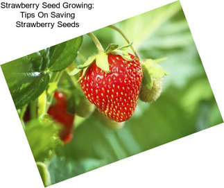 Strawberry Seed Growing: Tips On Saving Strawberry Seeds