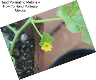 Hand Pollinating Melons – How To Hand Pollinate Melons