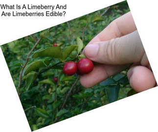 What Is A Limeberry And Are Limeberries Edible?