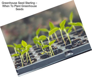 Greenhouse Seed Starting – When To Plant Greenhouse Seeds