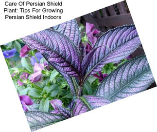 Care Of Persian Shield Plant: Tips For Growing Persian Shield Indoors