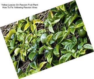 Yellow Leaves On Passion Fruit Plant: How To Fix Yellowing Passion Vines