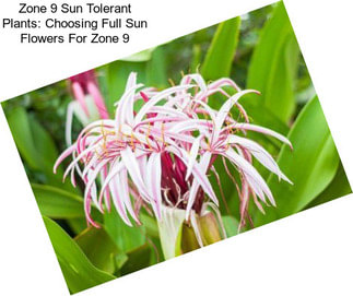 Zone 9 Sun Tolerant Plants: Choosing Full Sun Flowers For Zone 9