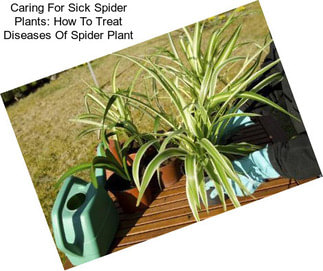 Caring For Sick Spider Plants: How To Treat Diseases Of Spider Plant