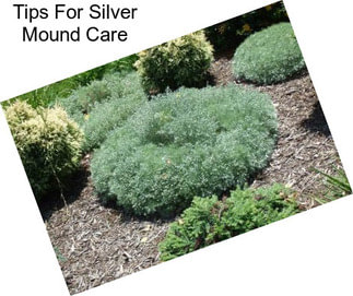 Tips For Silver Mound Care