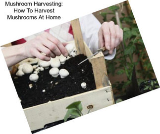 Mushroom Harvesting: How To Harvest Mushrooms At Home