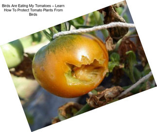 Birds Are Eating My Tomatoes – Learn How To Protect Tomato Plants From Birds