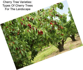 Cherry Tree Varieties: Types Of Cherry Trees For The Landscape