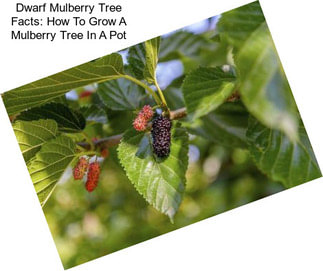 Dwarf Mulberry Tree Facts: How To Grow A Mulberry Tree In A Pot