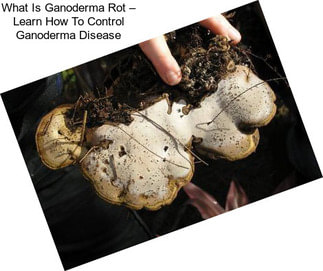 What Is Ganoderma Rot – Learn How To Control Ganoderma Disease