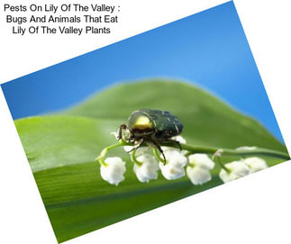 Pests On Lily Of The Valley : Bugs And Animals That Eat Lily Of The Valley Plants