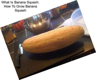 What Is Banana Squash: How To Grow Banana Squash