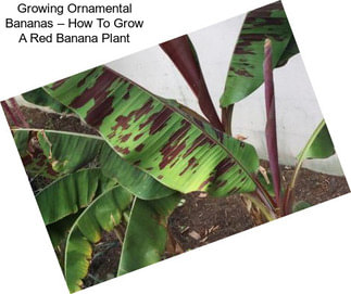 Growing Ornamental Bananas – How To Grow A Red Banana Plant