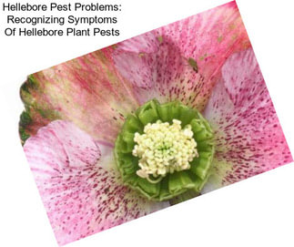 Hellebore Pest Problems: Recognizing Symptoms Of Hellebore Plant Pests