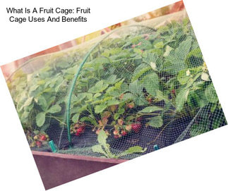 What Is A Fruit Cage: Fruit Cage Uses And Benefits