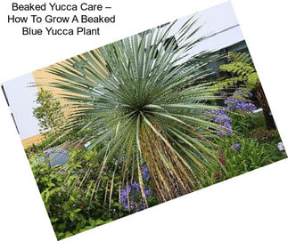 Beaked Yucca Care – How To Grow A Beaked Blue Yucca Plant