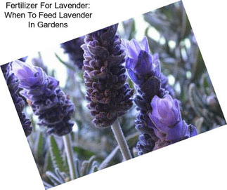 Fertilizer For Lavender: When To Feed Lavender In Gardens