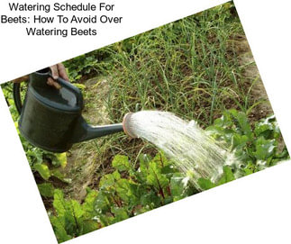 Watering Schedule For Beets: How To Avoid Over Watering Beets