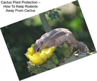 Cactus Plant Protection – How To Keep Rodents Away From Cactus