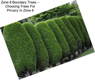 Zone 8 Boundary Trees – Choosing Trees For Privacy In Zone 8