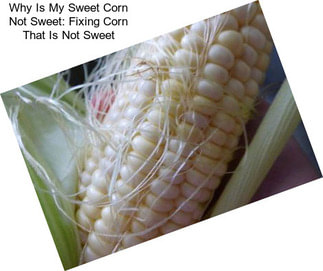 Why Is My Sweet Corn Not Sweet: Fixing Corn That Is Not Sweet
