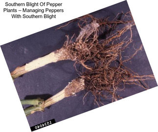 Southern Blight Of Pepper Plants – Managing Peppers With Southern Blight