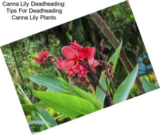 Canna Lily Deadheading: Tips For Deadheading Canna Lily Plants