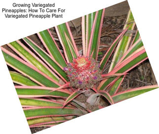 Growing Variegated Pineapples: How To Care For Variegated Pineapple Plant