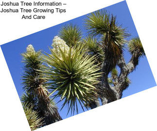 Joshua Tree Information – Joshua Tree Growing Tips And Care
