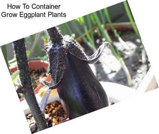 How To Container Grow Eggplant Plants