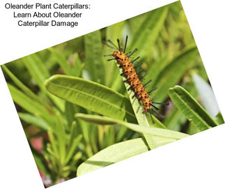 Oleander Plant Caterpillars: Learn About Oleander Caterpillar Damage