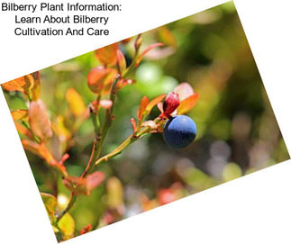 Bilberry Plant Information: Learn About Bilberry Cultivation And Care