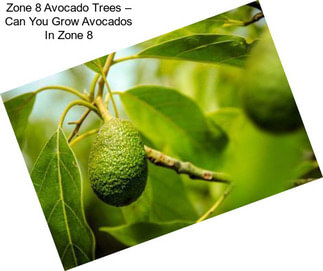 Zone 8 Avocado Trees – Can You Grow Avocados In Zone 8