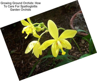 Growing Ground Orchids: How To Care For Spathoglottis Garden Orchids