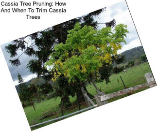 Cassia Tree Pruning: How And When To Trim Cassia Trees