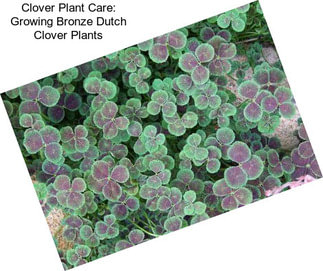 Clover Plant Care: Growing Bronze Dutch Clover Plants