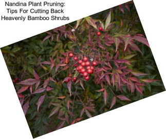 Nandina Plant Pruning: Tips For Cutting Back Heavenly Bamboo Shrubs
