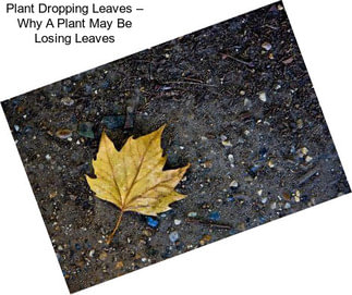Plant Dropping Leaves – Why A Plant May Be Losing Leaves