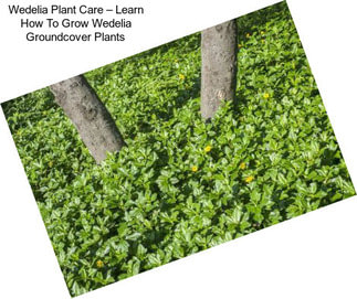 Wedelia Plant Care – Learn How To Grow Wedelia Groundcover Plants