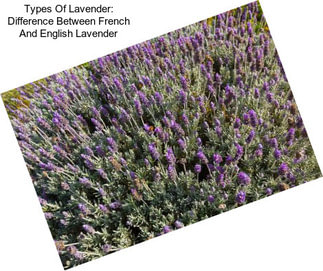 Types Of Lavender: Difference Between French And English Lavender