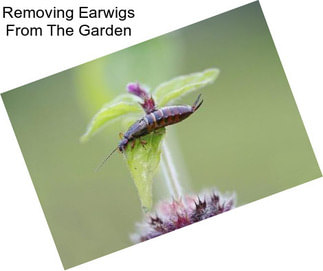 Removing Earwigs From The Garden