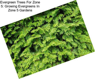 Evergreen Trees For Zone 5: Growing Evergreens In Zone 5 Gardens