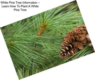 White Pine Tree Information – Learn How To Plant A White Pine Tree