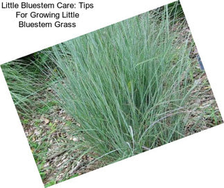 Little Bluestem Care: Tips For Growing Little Bluestem Grass